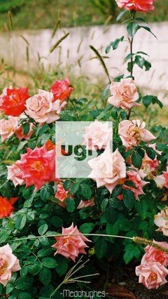 只闻花香，不谈悲欢