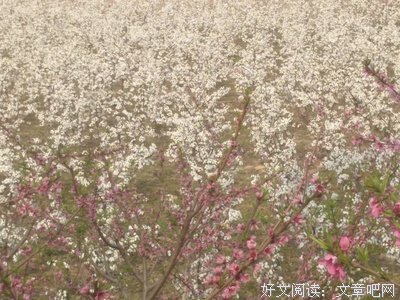 偶遇是美的影子经典名句