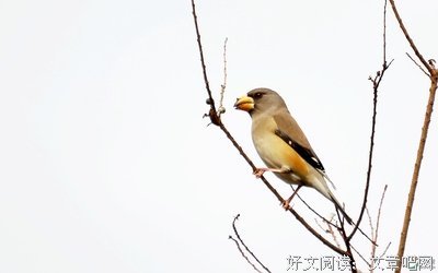关于夏发的座右铭