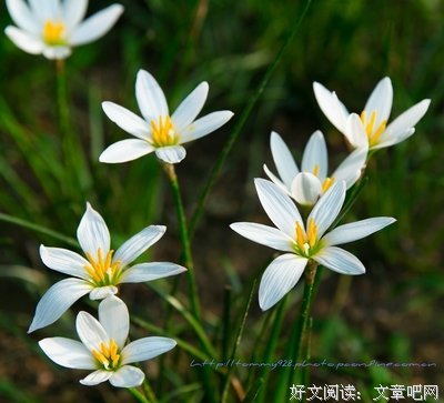 生如夏花好词好句