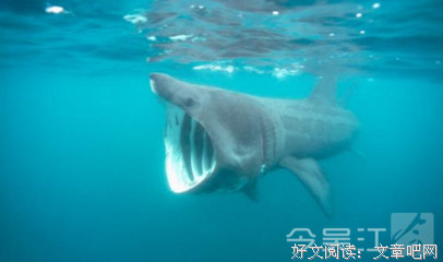 深海的优美句子