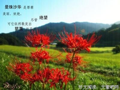 彼岸花经典的句子