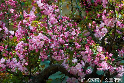 《翠丝》经典观后感集