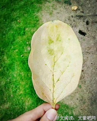 关于不过尔尔的语句