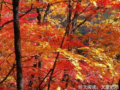 秋颜格言警句