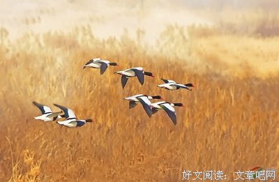 《木落雁南渡》的句子