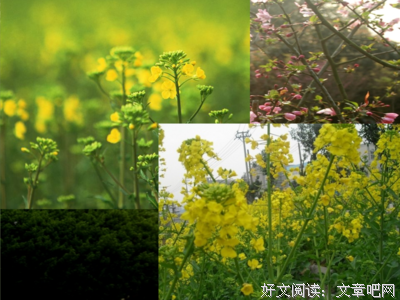 羽翼经典名句