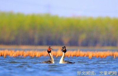 且语情深