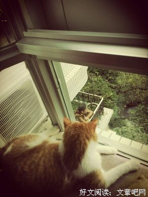 15条关于养猫的经典语句