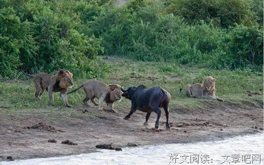 关于自不量力的唯美语录