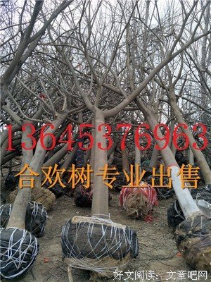情不知其所起，一子实将起用深优美的句子