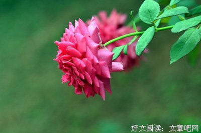 随缘优美的句子