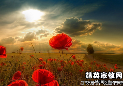 寻觅的优美句子