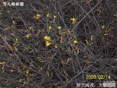 描写雅俗共赏的经典句子