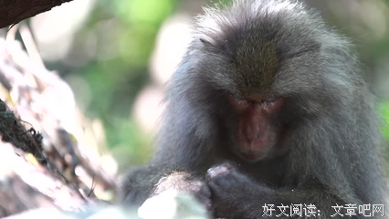 《动物方言》经典影评10篇