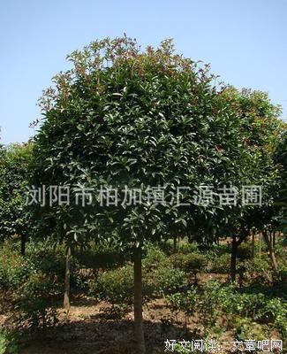 关于八月桂的名句摘抄