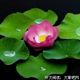 最经典的《延禧攻略》好段摘抄