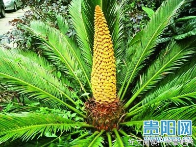 铁树开花的名句_关于铁树开花的名句