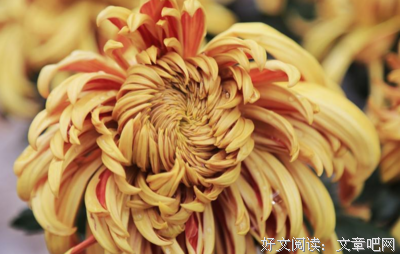 菖蒲名言大全