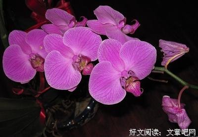 关于木屋的句子