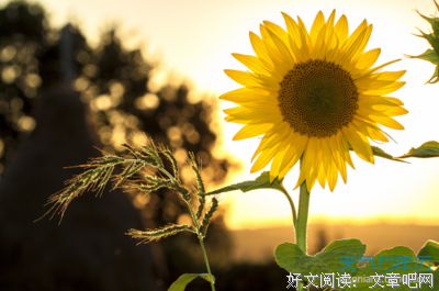 关于沉静的语句