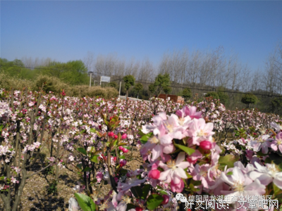 繁花似锦，还夫那之物还开流年，忆夫十金子往师今者句子