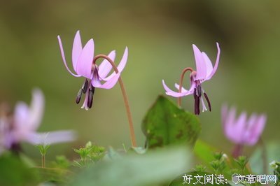 关于薄紫的语句