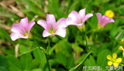 零零散散的优美句子