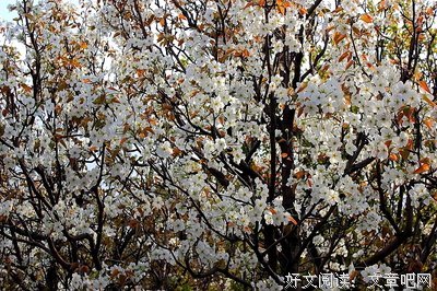 关于千树万树梨花开的句子