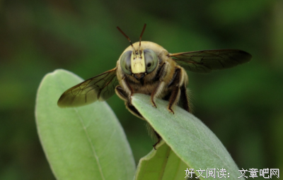 昆虫传读后感10篇