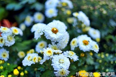 关于菊开的语句