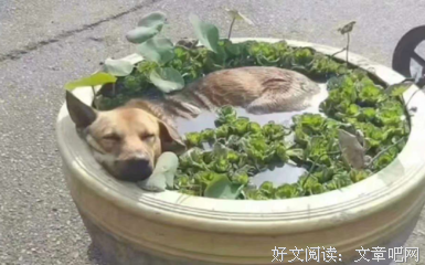 描写小荷的经典句子
