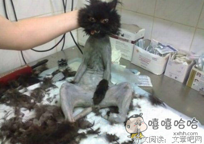 《萌妃驾到》经典语句