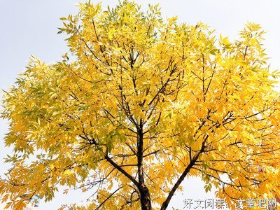 有关啊呀呀的句子
