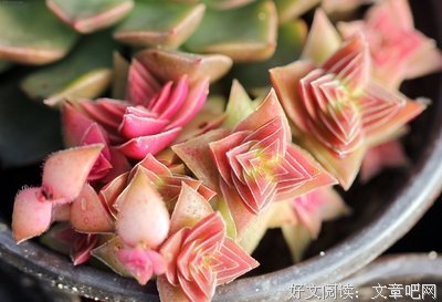 草本植物的名言_关于草本植物的名言