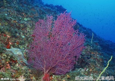 海洋生物的名句_关于海洋生物的名句