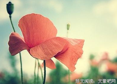 苦与甜经典的句子