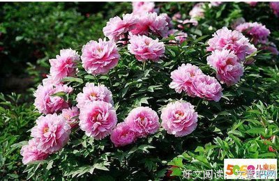 关于什莫的格言