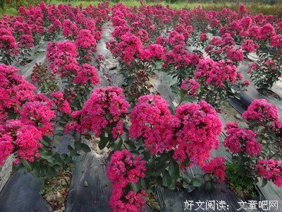 《天鹅绒圆锯》的观后感10篇
