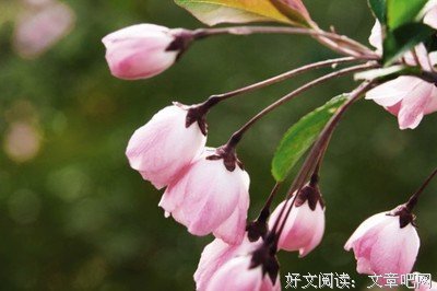 《花萼与三叶》经典读后感10篇