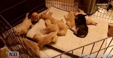 但凡是条生命，谁敢说自己活的容易？