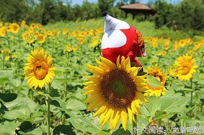 狐戏句子