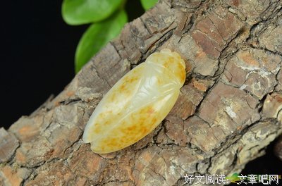 朵嘉浓蝉禅：从不解释，多说无益