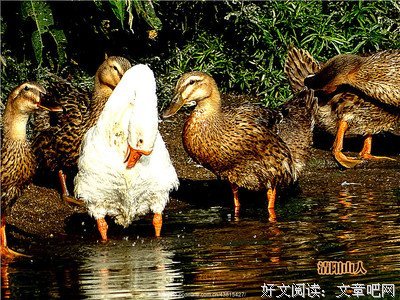 清阳的句子