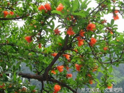 描写鲜妍的经典句子