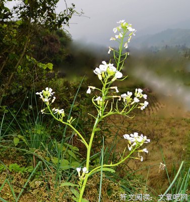 《花落花开，一瞬温情》的句子
