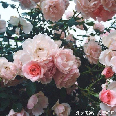 第一句子迷