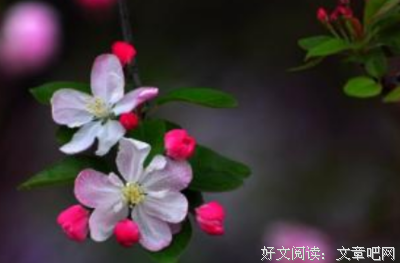 关于作文的优美句子