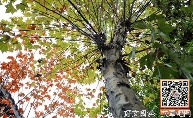 摇落梧桐优美的句子
