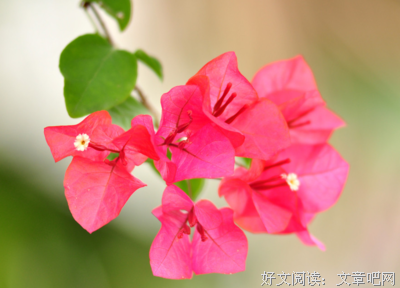 呵句子